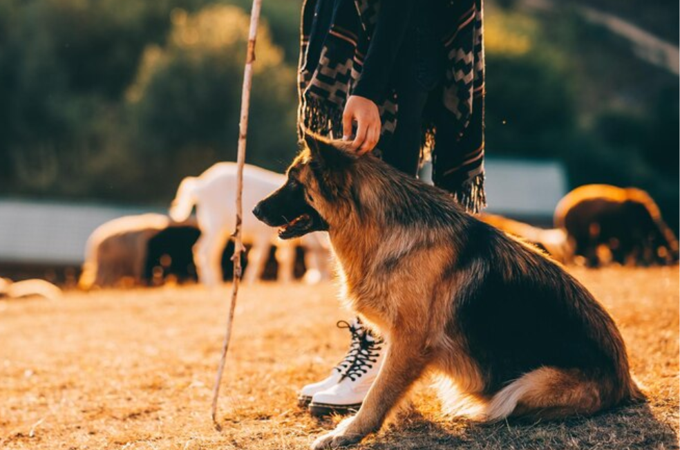 ¿Quiere trabajar con su perro para la realeza?: el rey Carlos III abre una vacante