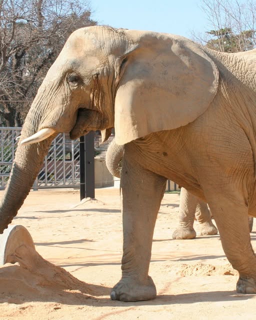 Murió Susi, la reconocida elefanta del zoológico de Barcelona. Solo queda un individuo