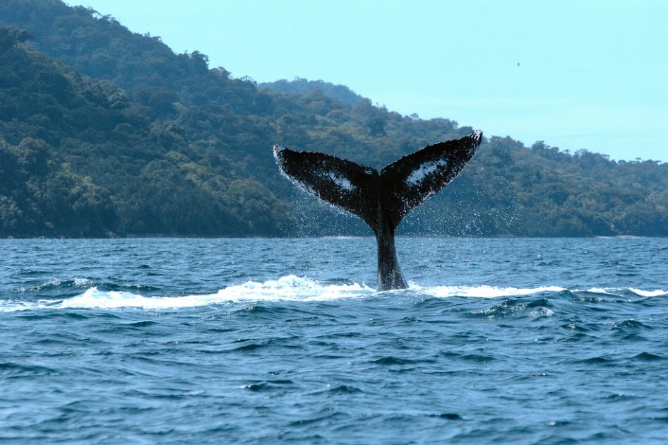 Gorgona hace parte de la Lista Verde de Áreas Protegidas de la Unión Internacional para la Conservación de la Naturaleza (UICN). / AFP