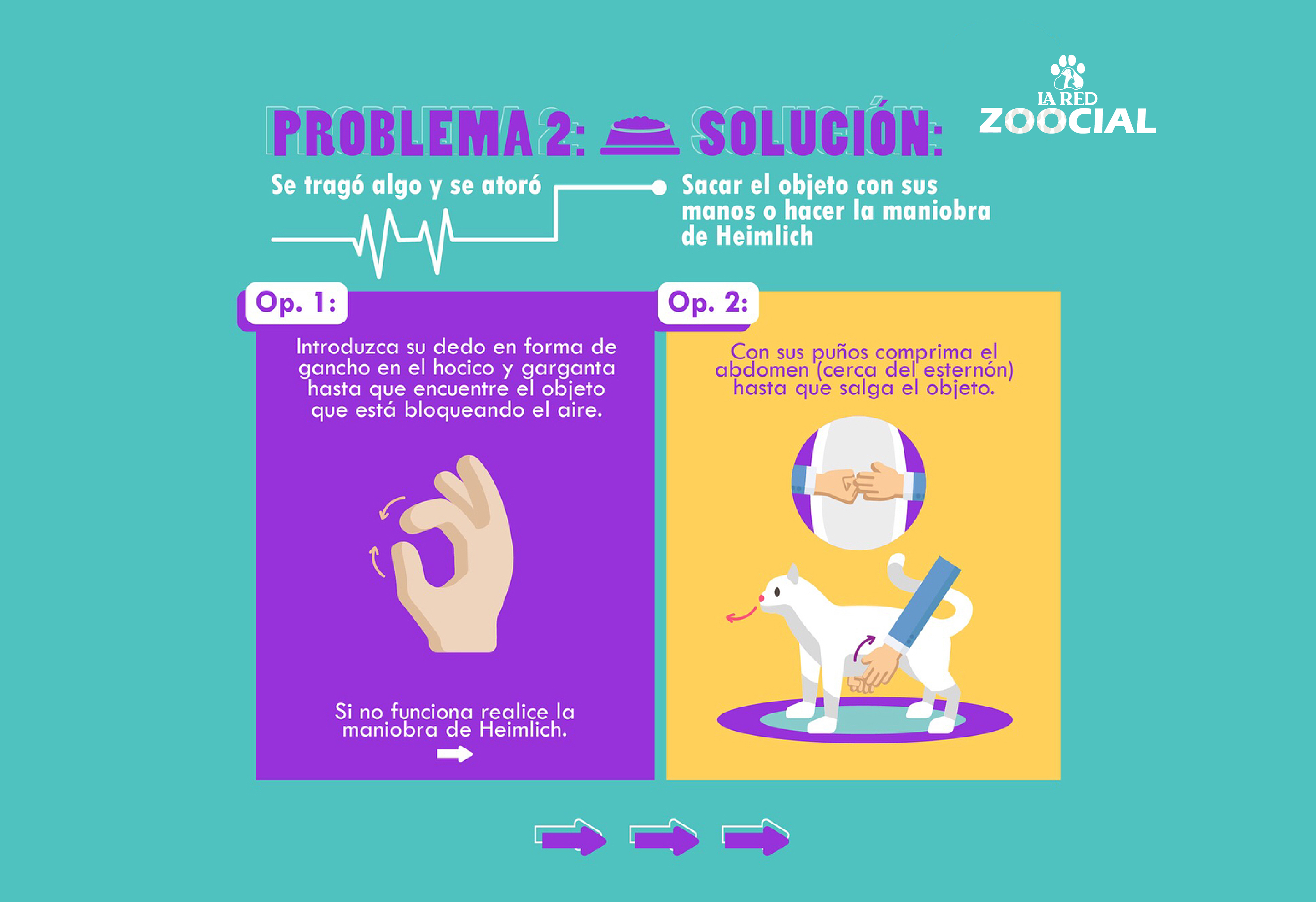 Primeros auxilios para animales