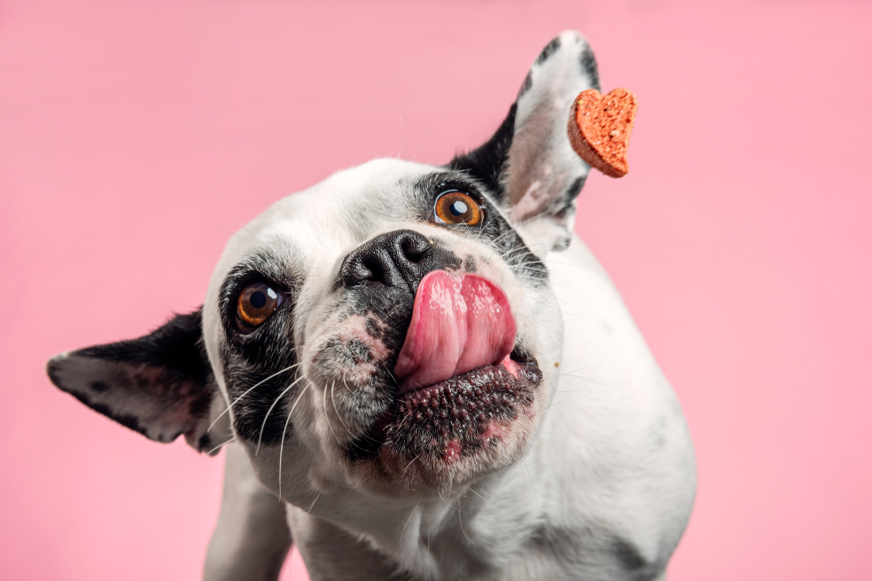 ¿Cuál es el mejor concentrado para perros?