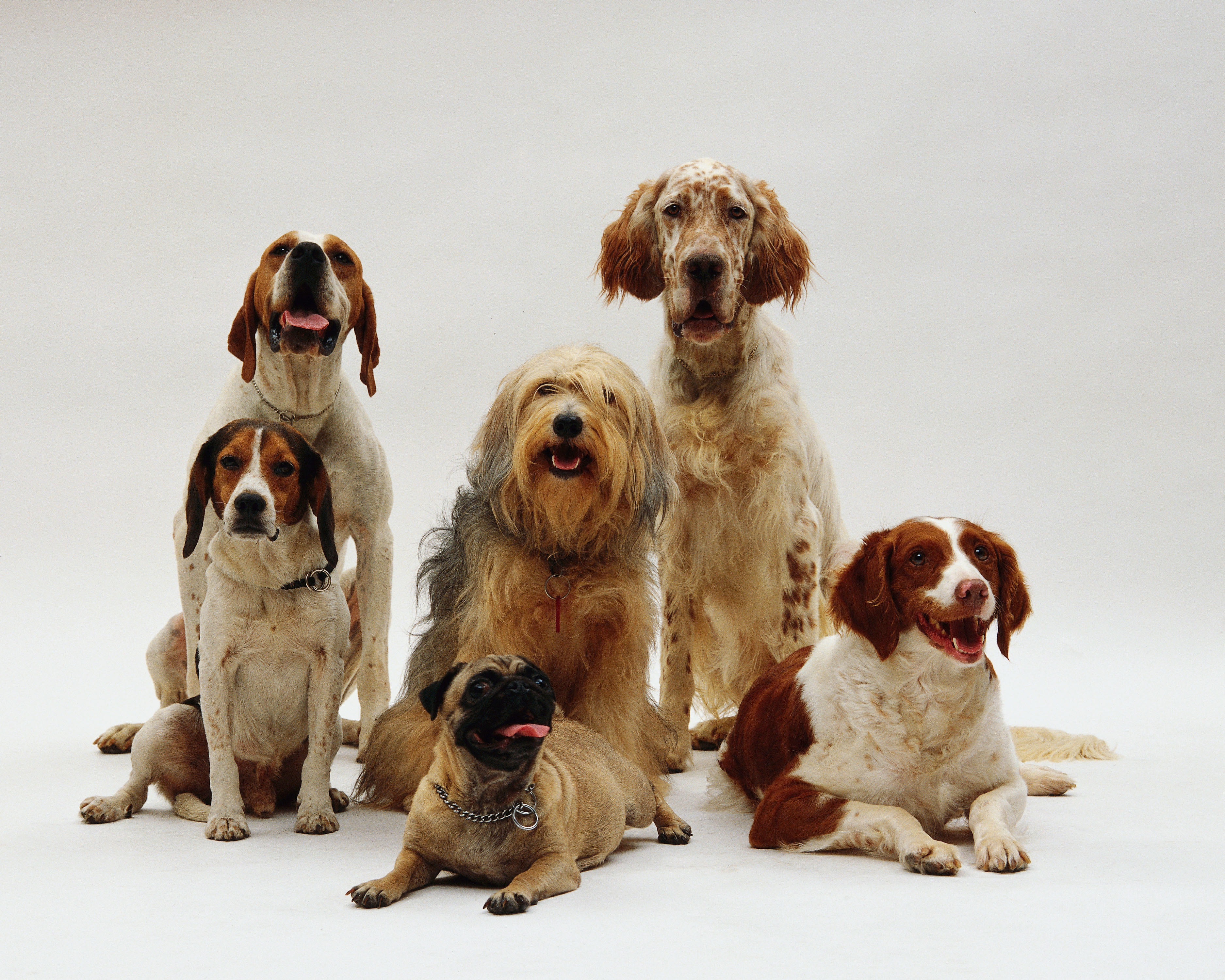 ¿Qué raza de perro eres segun tu signo zodiacal? Descúbrelo aquí