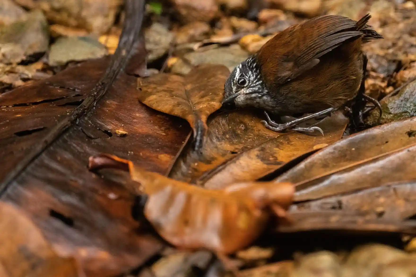 Categoría comportamiento de pájaros: Nick Kanakis, de Estados Unidos, fotografió a un pájaro mientras presionaba su oreja contra el suelo para escuchar pequeños insectos.