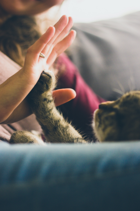 ¿Cómo los gatos muestran su amor? Así dejan ver su preocupación por sus amos