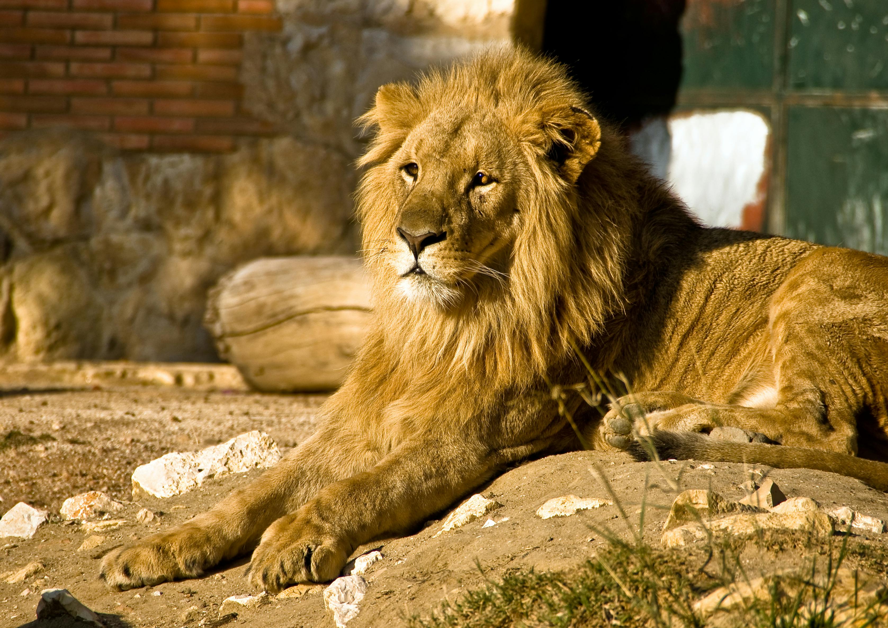 Guardián de zoológico cuida a animales en Gaza y pide salvar a tres grandes leones