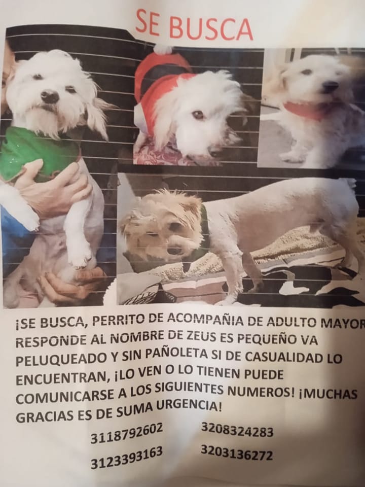 Perros perdidos en Bogotá, ¿los ha visto?