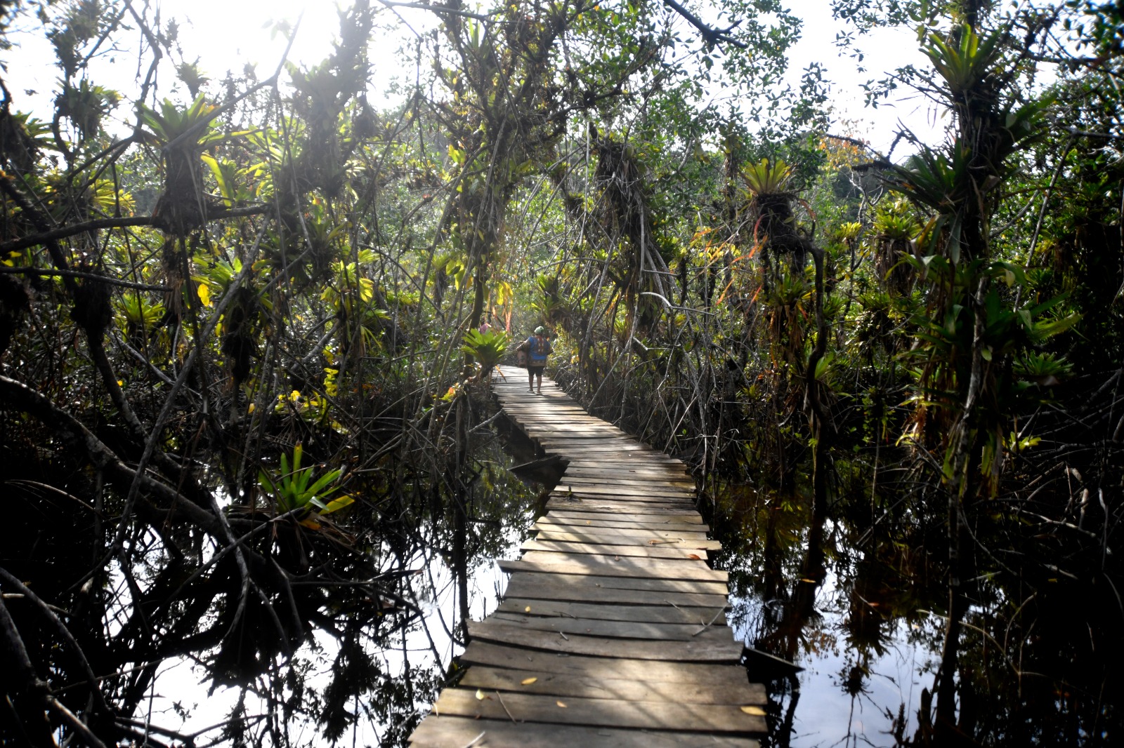 COP16: anuncian $210.000 millones para recuperación de manglares y biodiversidad