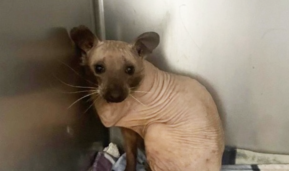 Se llevaron un susto al encontrar un animal extraño y calvo: ¿de qué se trataba?
