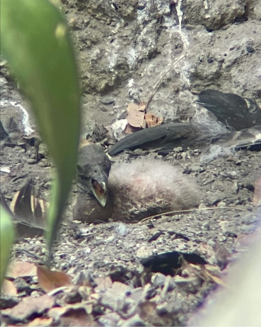 Polluelo hembra cóndor de los Andes.