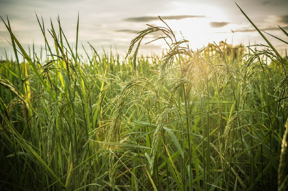 La «agroecología», clave para el futuro de la humanidad según la FAO