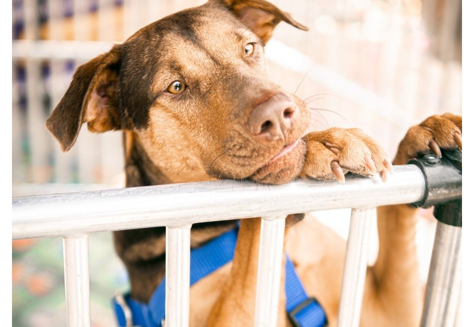 Así puede donar concentrado en la jornada que beneficia a más de 300 animales