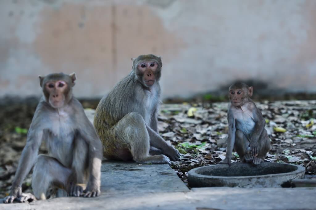 Los animales se apropian de las calles de la India en plena cuarentena por el coronavirus
