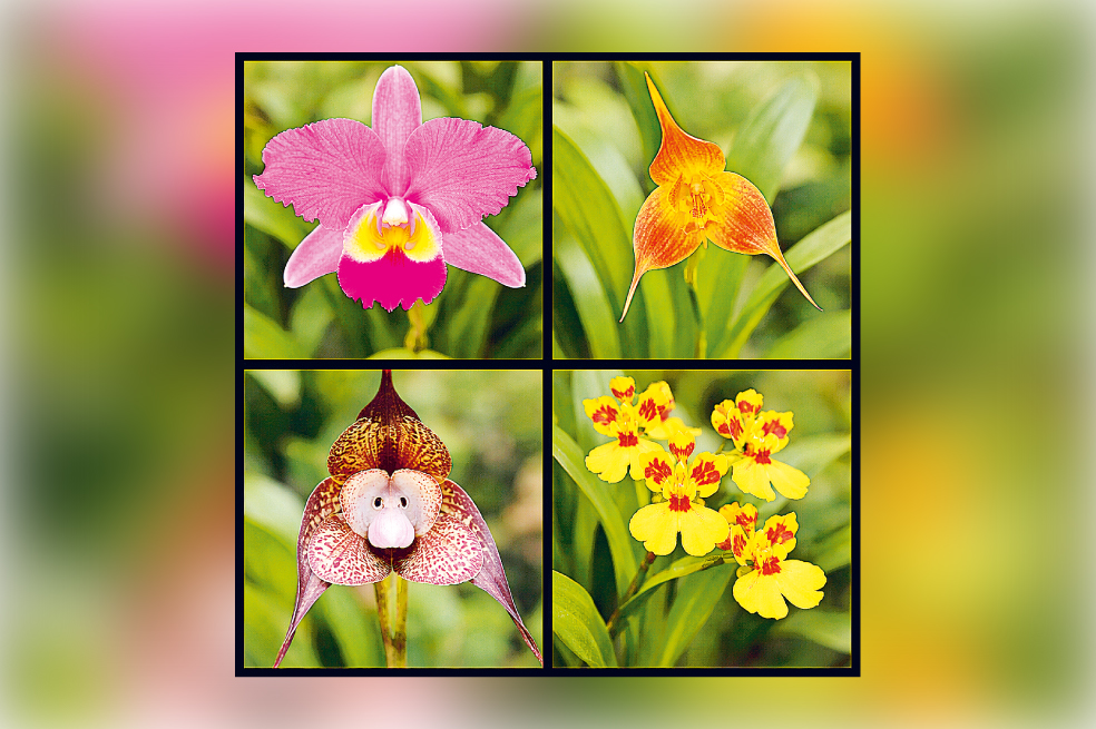 ¿Por qué no florecen las orquídeas? Guía con consejos para hacerlas crecer