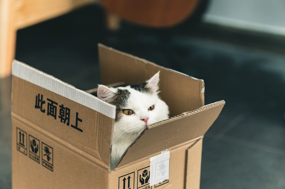 ¿Por qué los gatos prefieren las cajas antes que los juguetes?