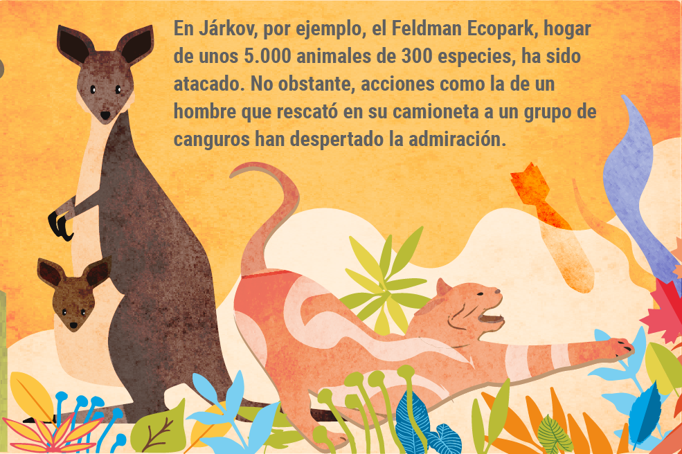 En Járkov, por ejemplo, el Feldman Ecopark, hogar de unos 5.000 animales de 300 especies, ha sido atacado. No obstante, acciones como la de un hombre que rescató en su camioneta a un grupo de canguros han despertado la admiración.
