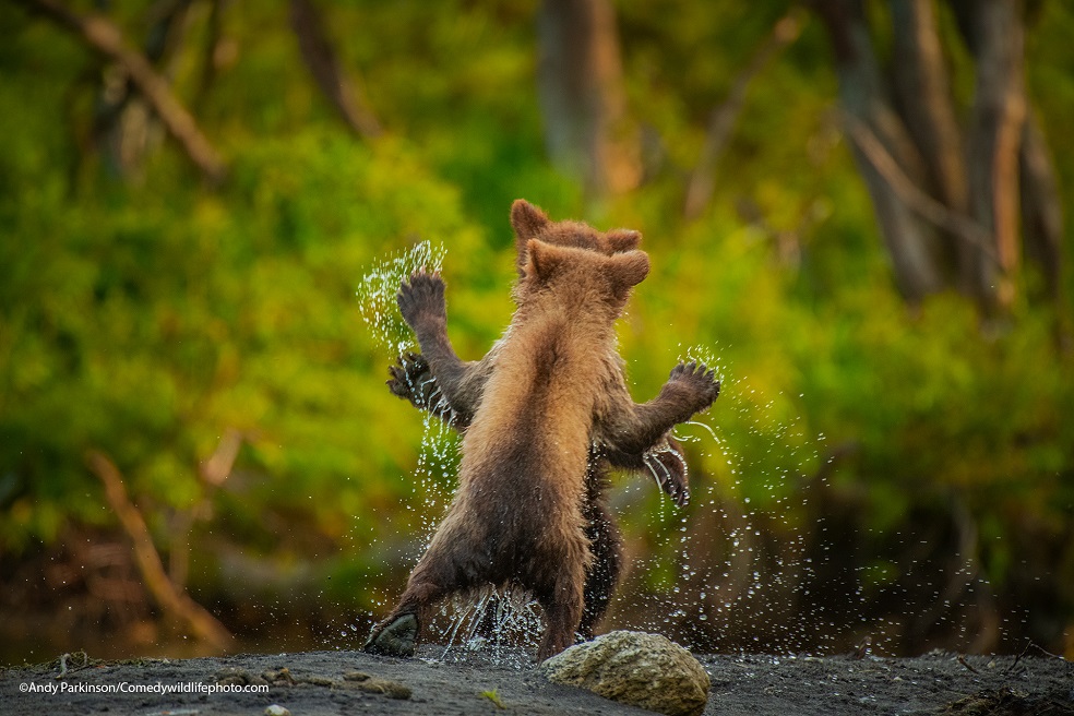The Comedy Wildlife Photography Awards