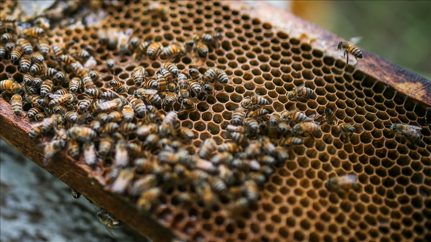 Hay evidencia de que las abejas son “altamente” inteligentes