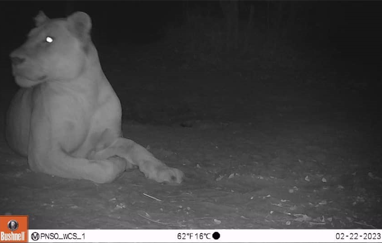 Primer león visto en Chad tras 20 años de ausencia
