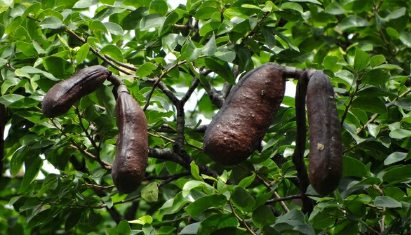 Si usted quiere conocer un árbol emblemático de Colombia, el algarrobo es una especie imponente que destaca por su longevidad,