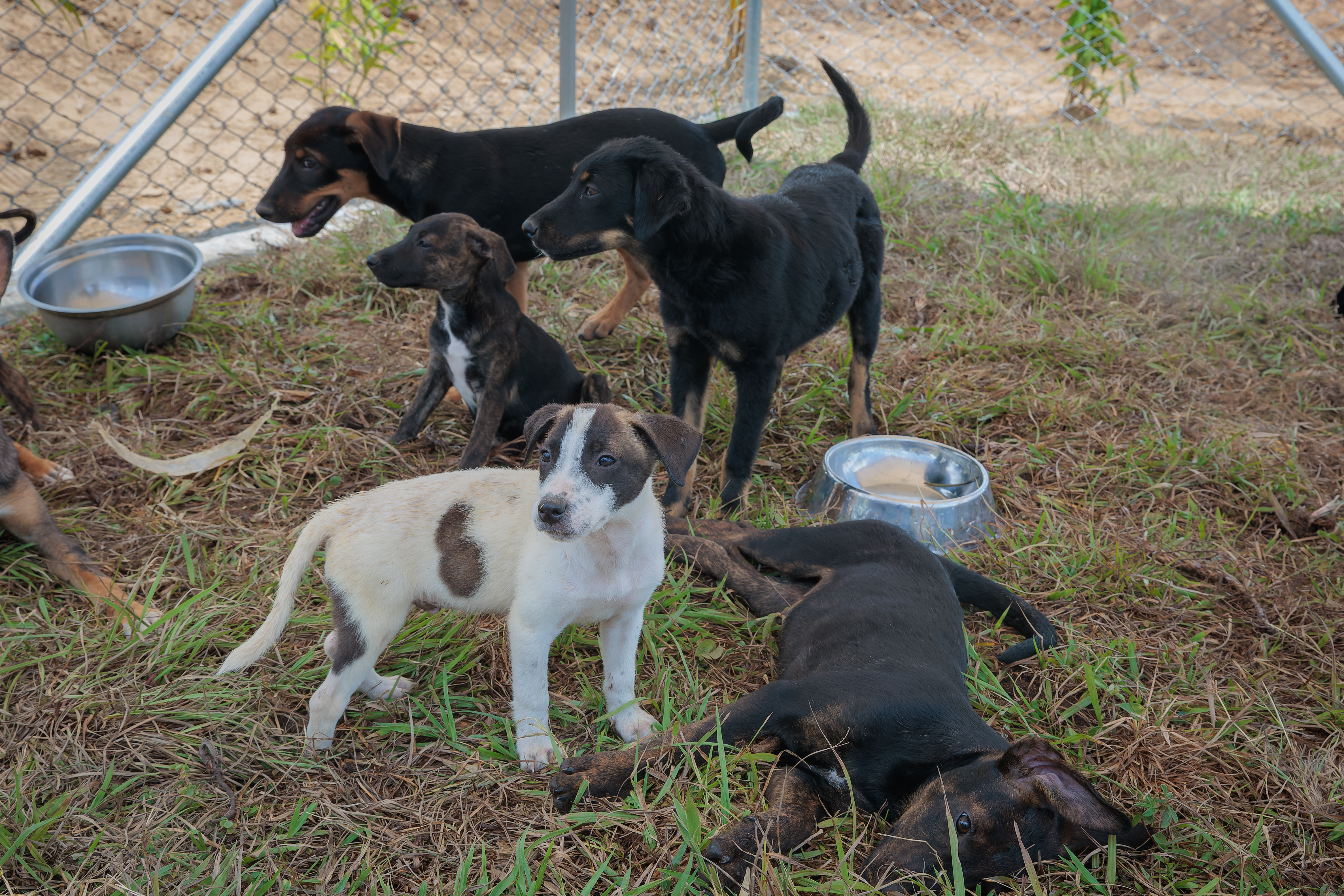 Así es Pelulandia, el centro de bienestar animal de Pereira.