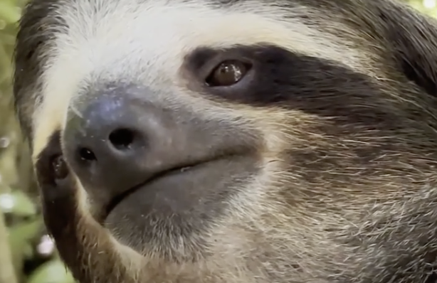 Este es Pedro: el perezoso más guapo de todo el reino animal