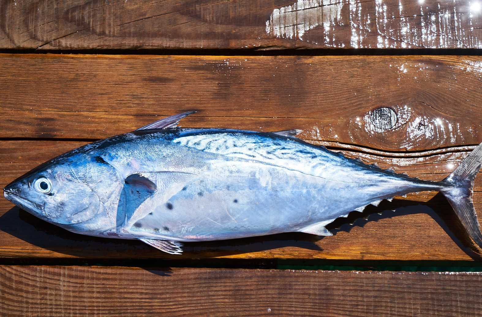 Conoce el efecto de consumir Omega 3