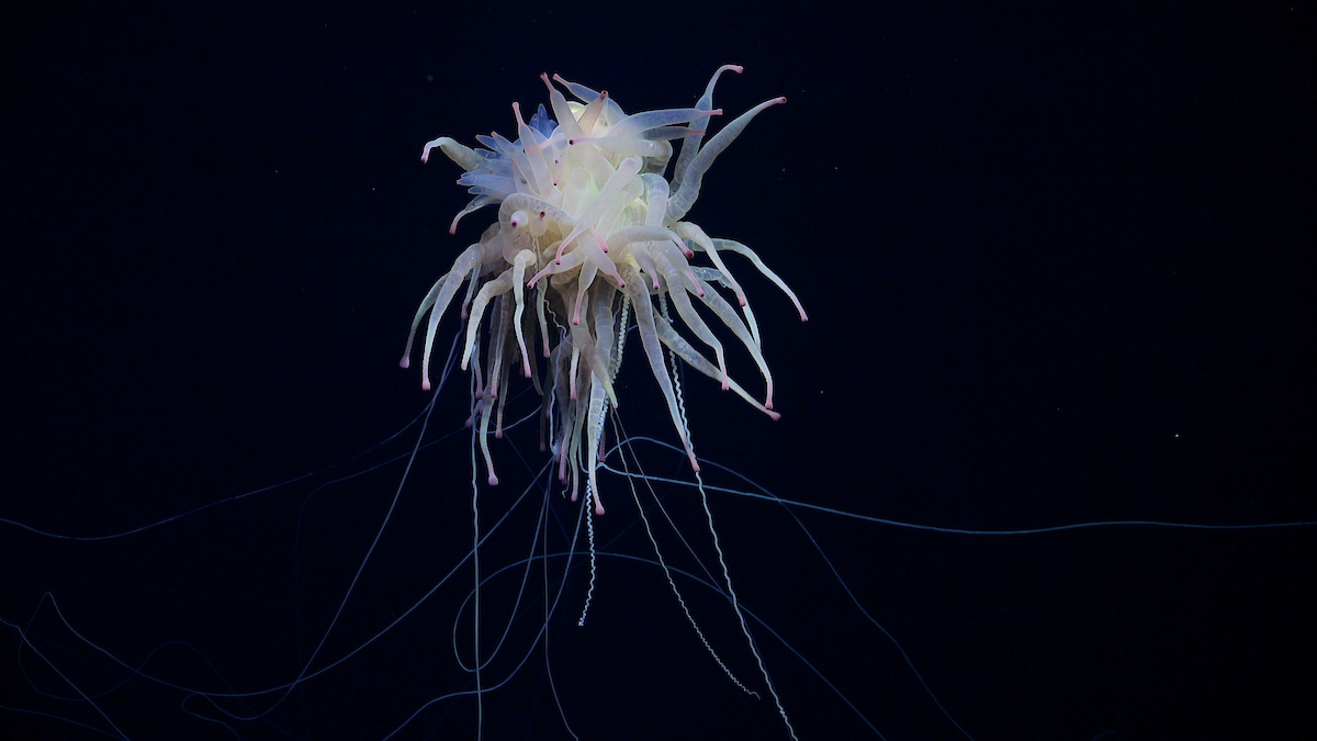 Las posibles 20 nuevas especies que encontraron en lo profundo del mar en Chile