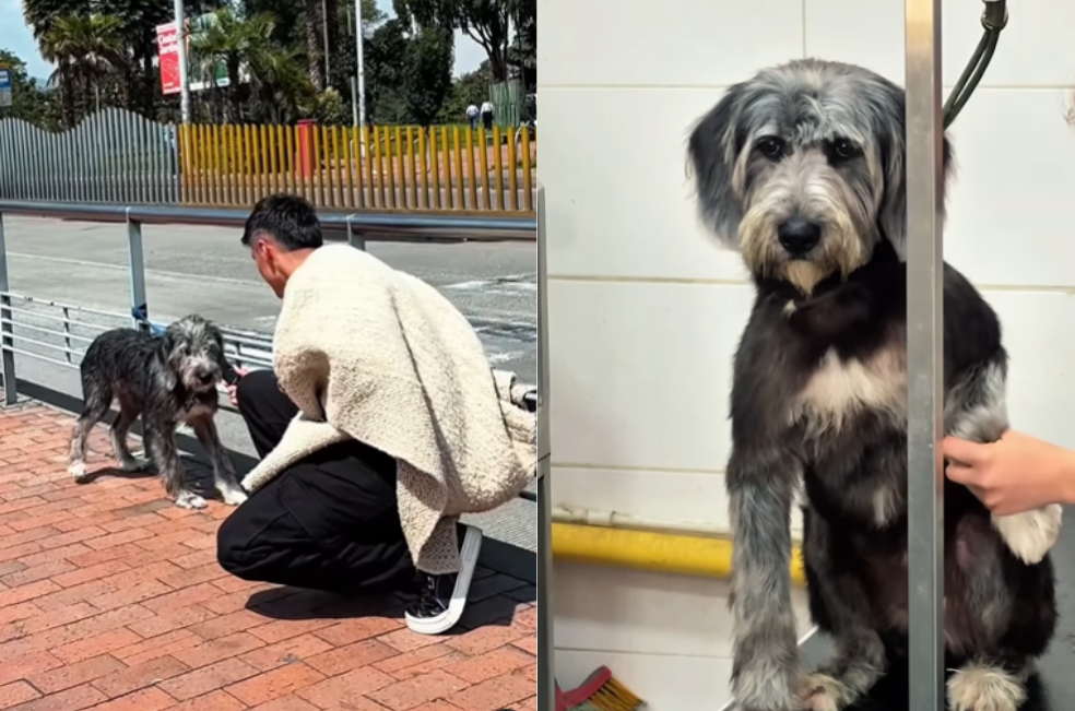 Abandonaron a un perrito en TransMilenio y este influencer lo rescató (video)