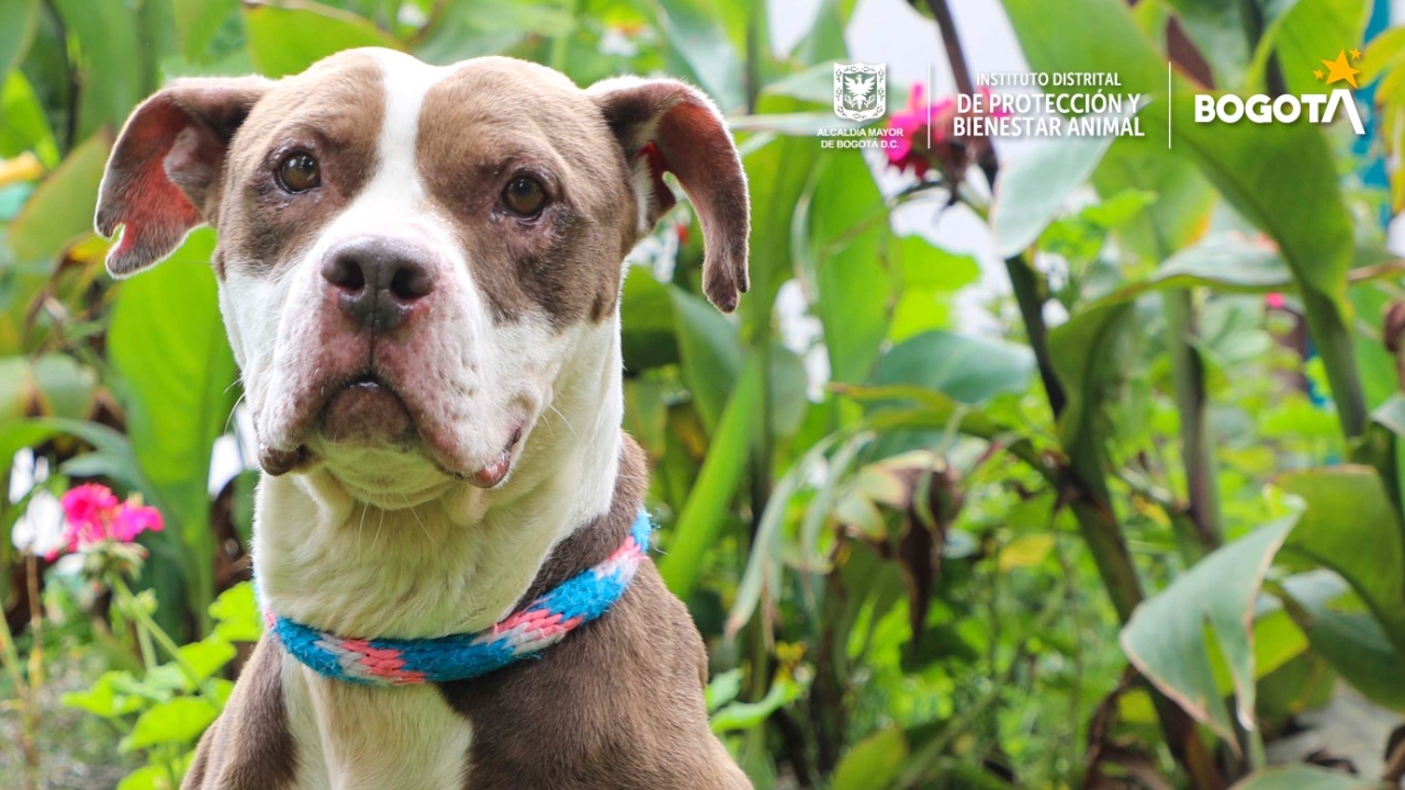 ¡Adopte un nuevo amor o a su mejor amigo! Jornada de adopción en Bogotá