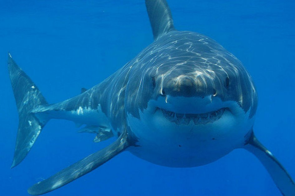 2015, un año récord de ataques de tiburones en las playas