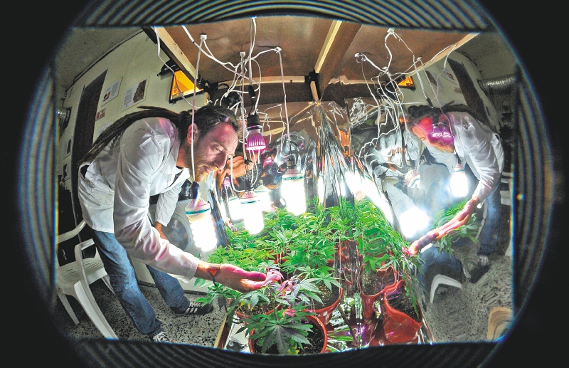 Yo estuve en la aprobación de la Ley de marihuana medicinal
