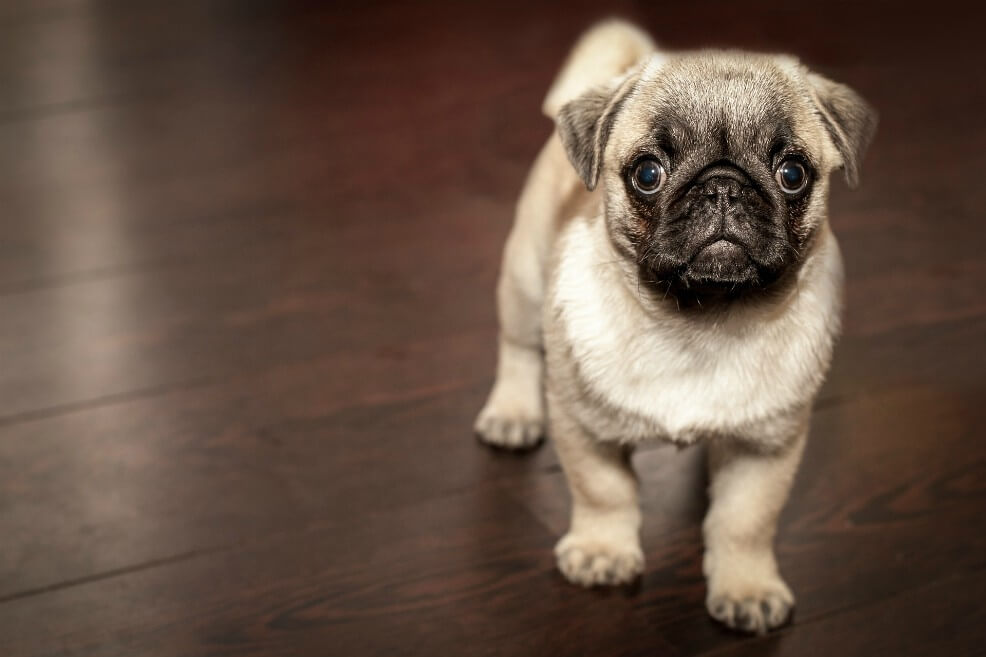 Perro, el mejor amigo del hombre pero también de su salud cardiovascular