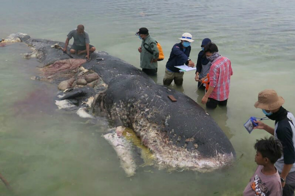 En el estómago de una ballena encontraron seis kilogramos de plástico