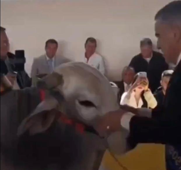 Alcalde de Filandia, Quindío, llevó un toro de 700 kilos a su evento de posesión