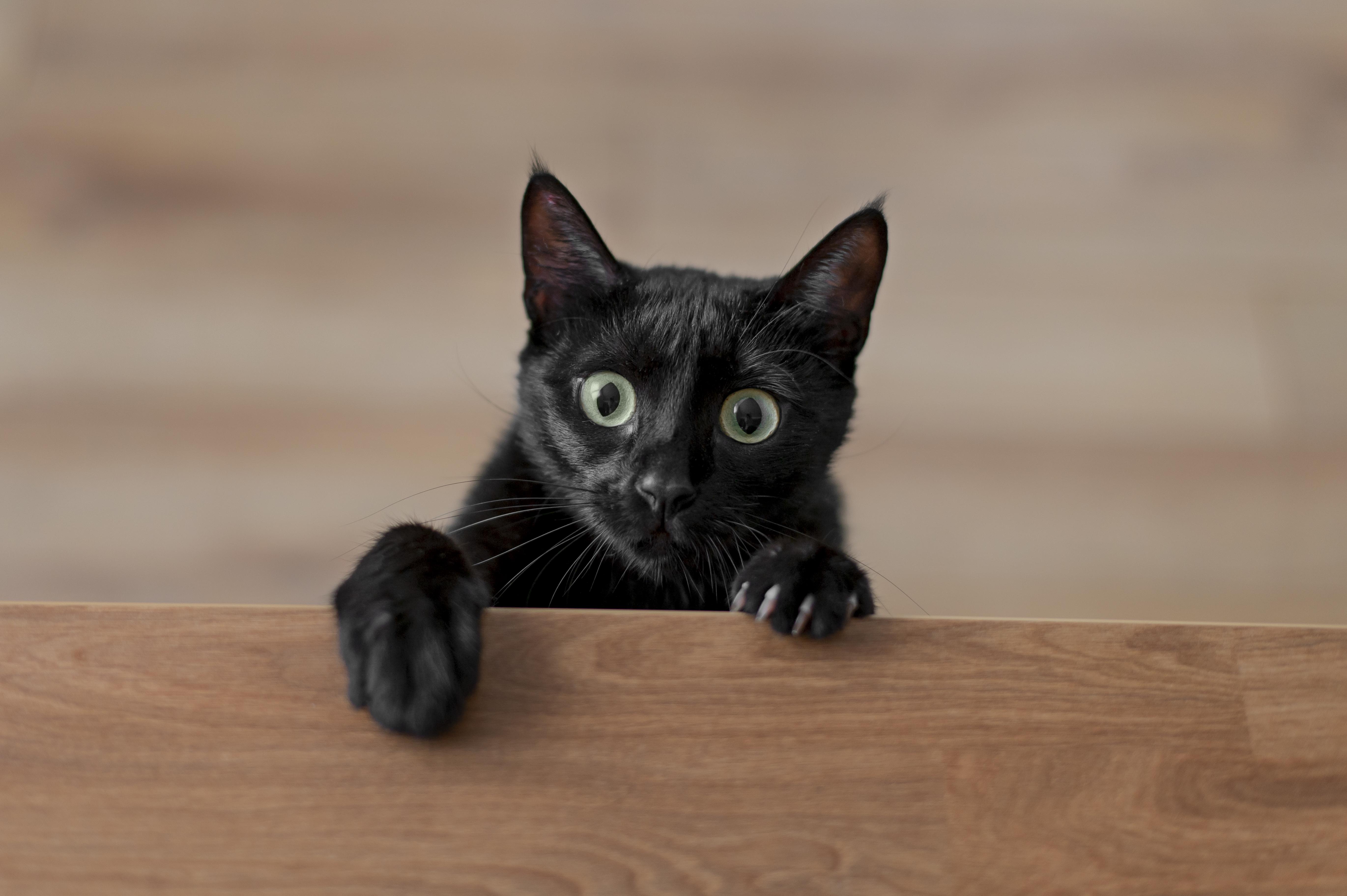 Los felinos, por lo general, gozan de buena salud física, pero en el ámbito emocional son más frágiles, por lo que pueden tender a ser reticentes con sus dueños.