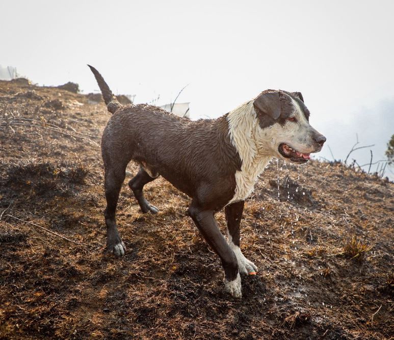 Animales y especies silvestres en riesgo, otro frente de lucha contra los incendios