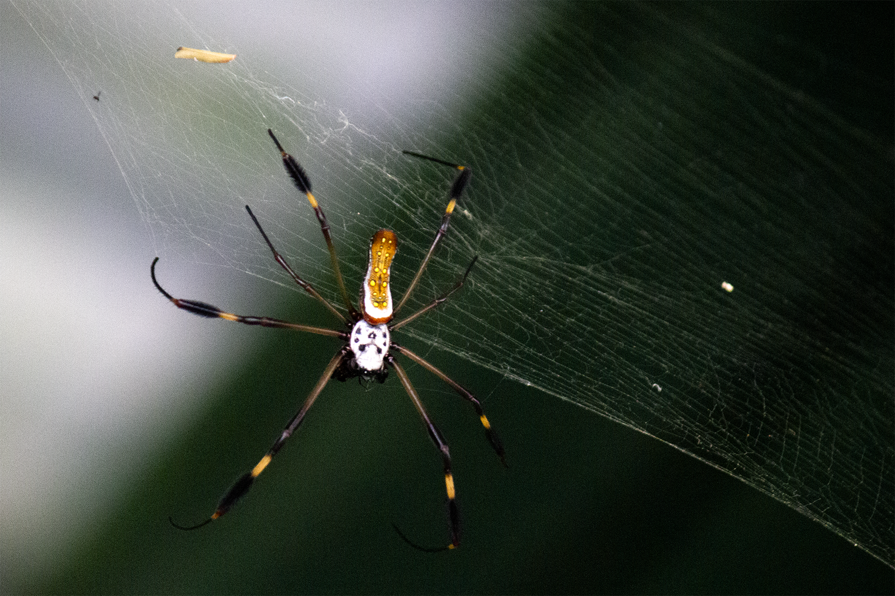 Araña de tela dorada (Trichonephila clavipes) 
Su seda es biológicamente única: refleja luz dorada y es más resistente que el acero por peso. Las hembras, mucho más grandes que los machos, construyen telas de hasta un metro entre árboles para capturar libélulas y mariposas. El macho, minúsculo, vive junto a ella. Común en zonas bajas deforestadas y bordes de bosque.