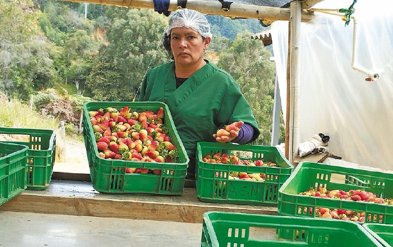 Dora Alicia Quintero con los frutos de los cultivos de fresa.