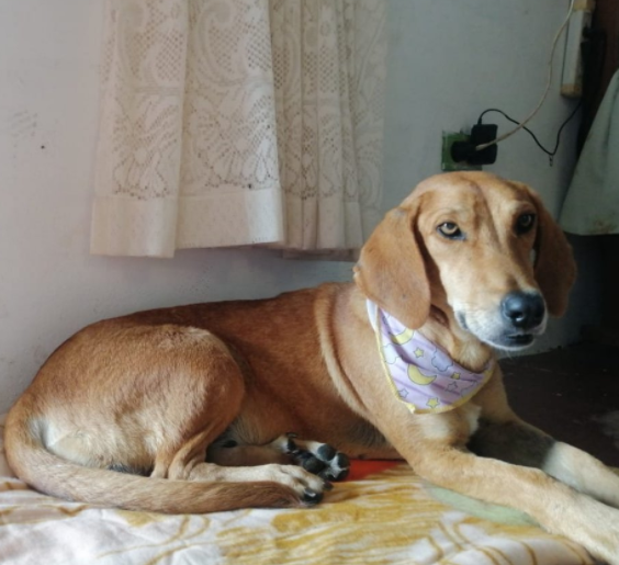 En Antioquia, dueños de una perrita le cosieron la vulva con alambre para evitar que tuviera crías