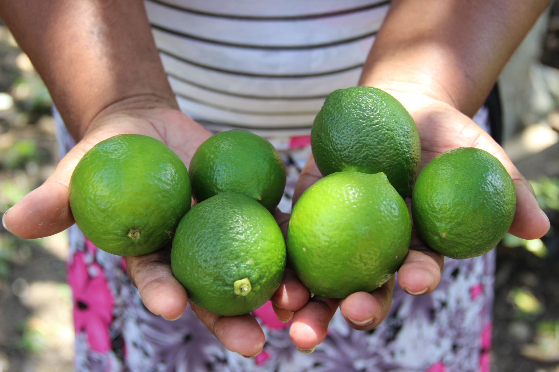 Productores de Nariño fueron certificados para exportar lima