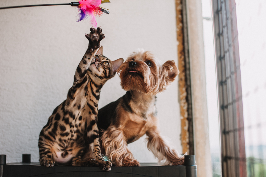 Comida húmeda para perros y gatos: 7 beneficios para su salud