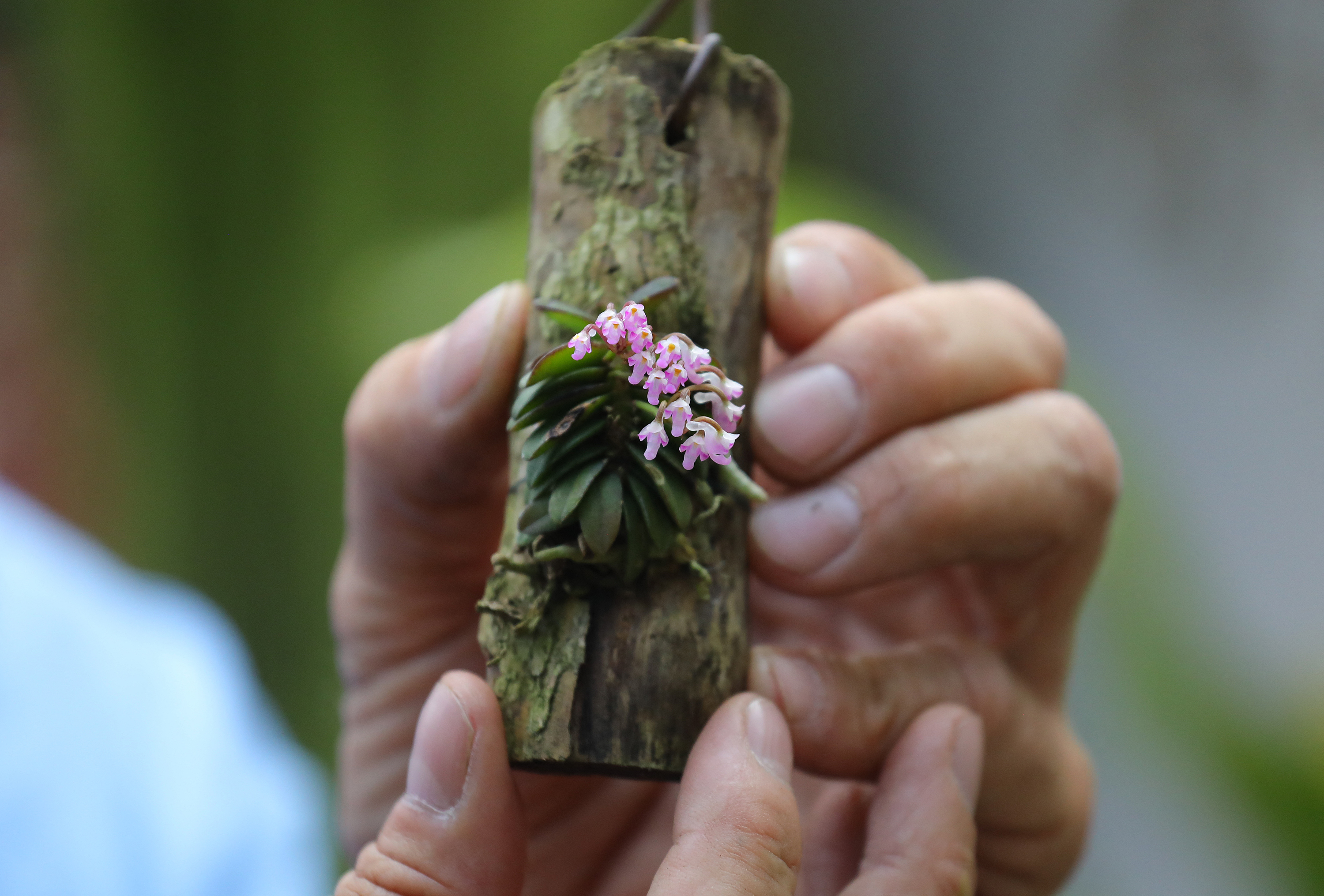 El hombre que clona orquídeas al borde de la extinción