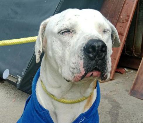 Después de ser abandonado por su “familia” y vivir maltrato, Max busca un hogar