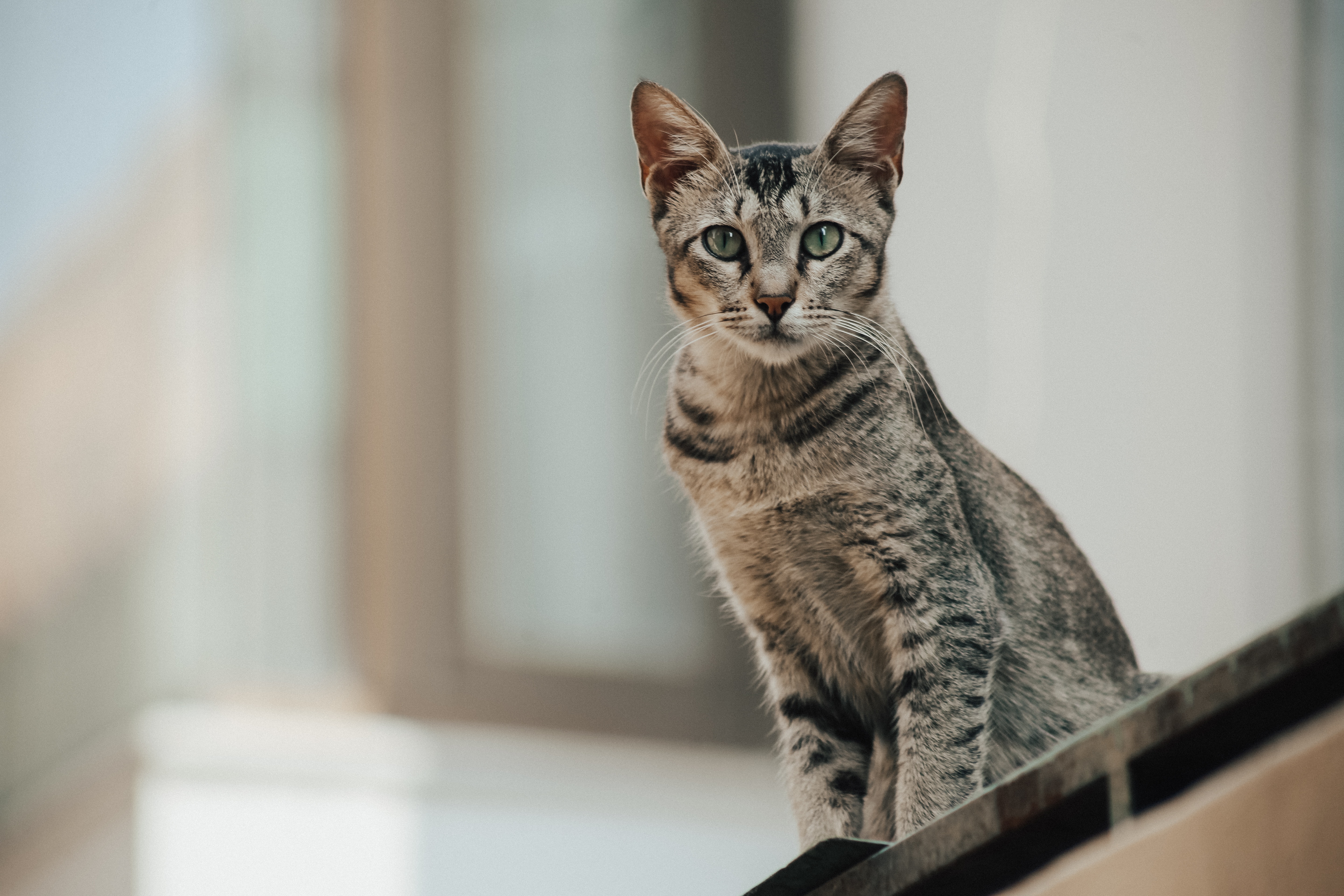 Estas son las cinco razas de gato más antiguas del mundo