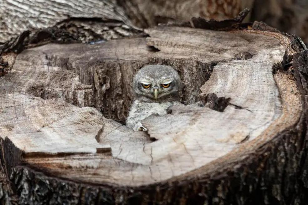 Panisara Sripratoom muestra el momento en el que un mochuelo moteado sale de un hueco dentro de un árbol ubicado en el campus universitario.