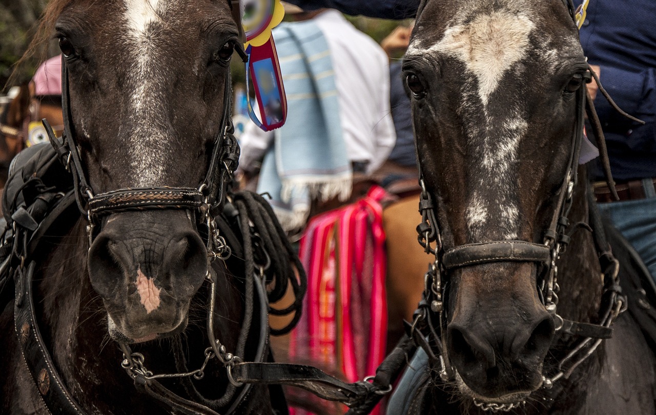 Ordenan nuevos protocolos para la cabalgata en la Feria de Manizales