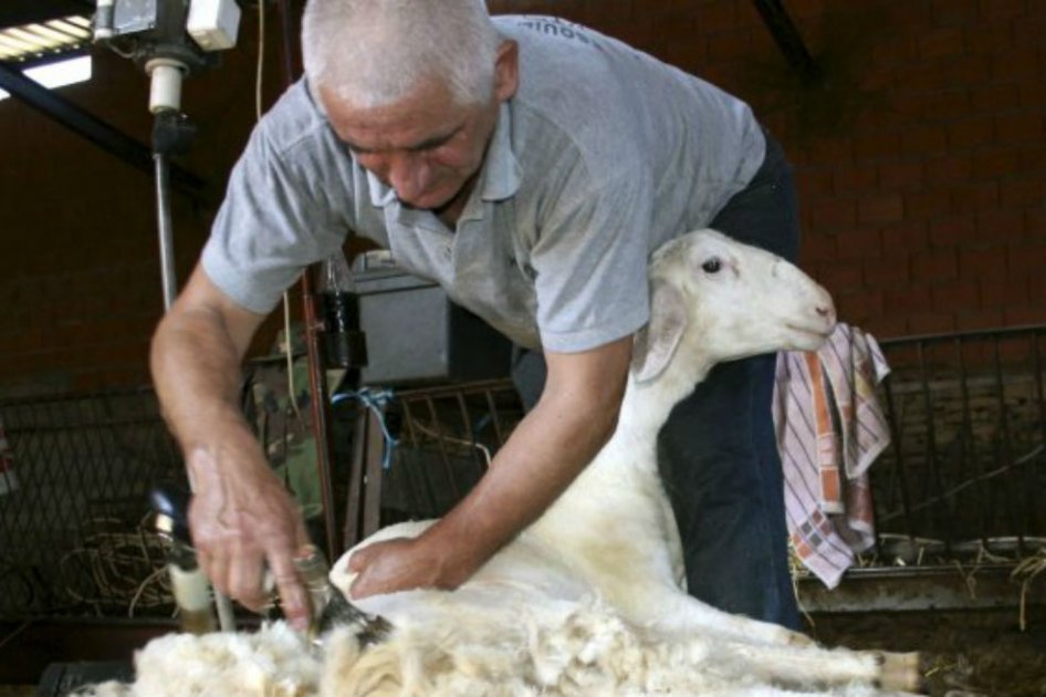 Nuevo récord mundial: Esquilan 42,3 kilos de lana de una oveja en Australia