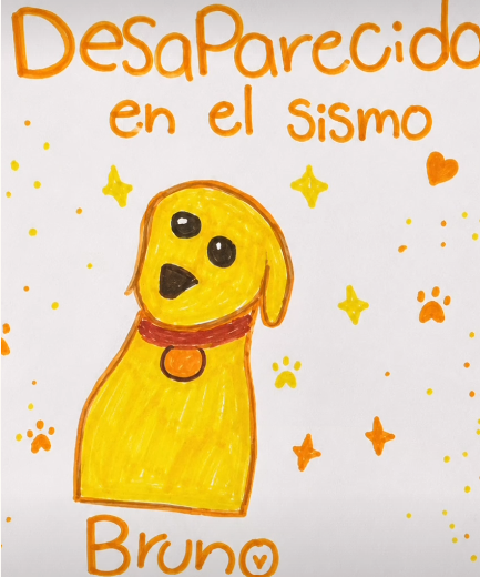 Gracias al dibujo de una niña, Bruno volvió a casa tras el terremoto en Cali