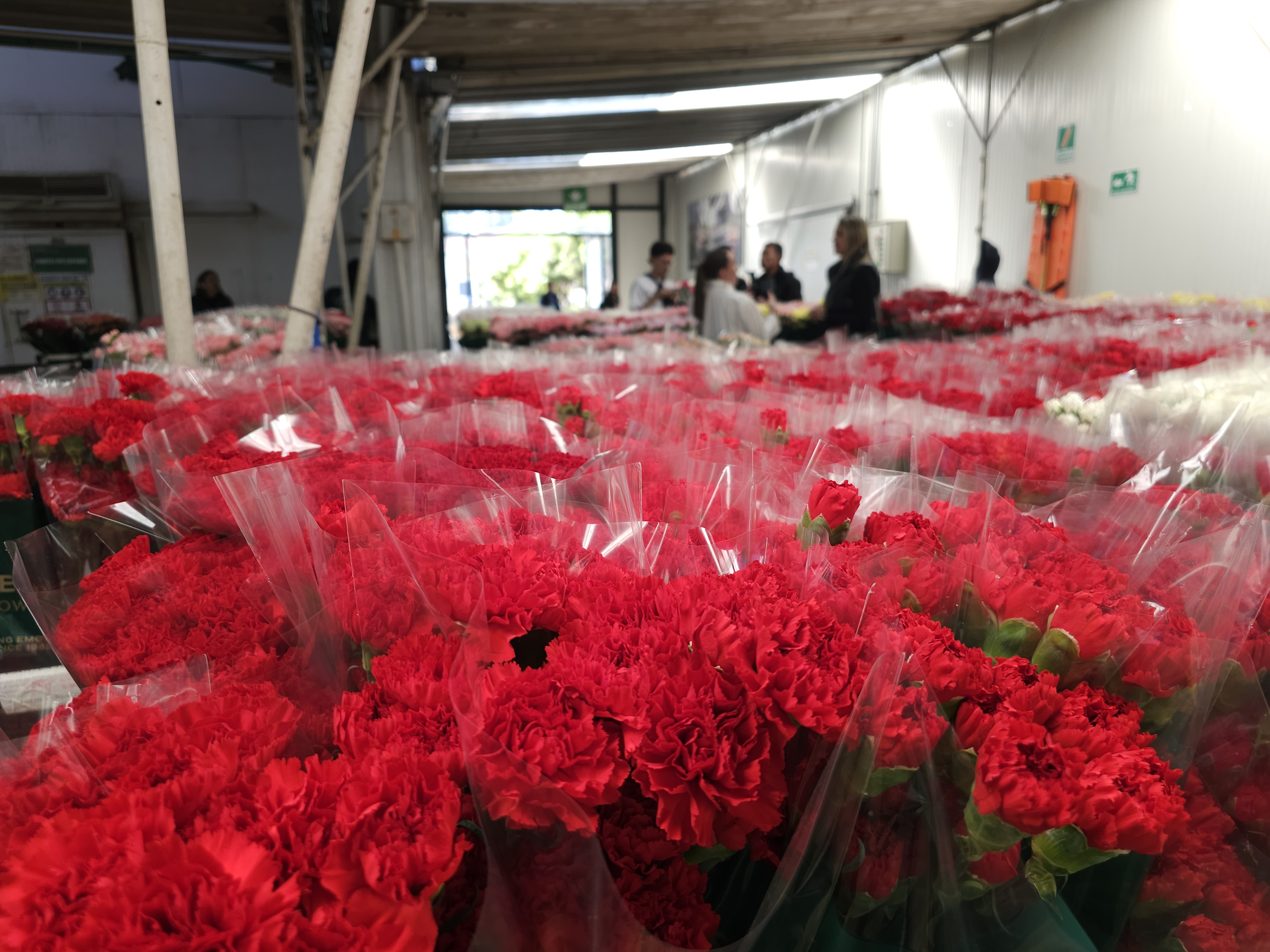 En aerolíneas como Avianca, las flores permanecen en cuarto frío hasta el momento exacto del despegue. El proceso logístico completo puede durar alrededor de ocho horas antes de que el avión parta. Eso sí, la inspección fitosanitaria es fundamental. Siempre hay un representante de la empresa acompañando al ICA durante las revisiones para garantizar que se cumplan los requisitos de cada país.