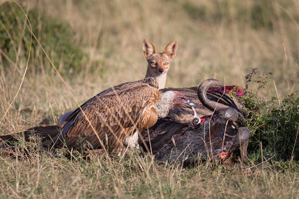"Los ojos de un ñu siendo devorados por un buitre africano, observado atentamente por un zorro africano en busca de una oportunidad para hurgar. Tomada en Masai Mara, Kenia", escribió la organización que entrega los premios.